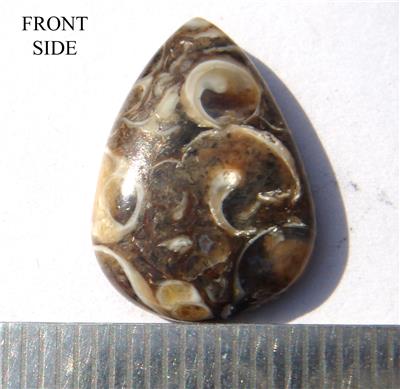 Turritella Fossil Stone Pear Cabochon